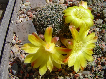 Sulcorebutia spec KK 1963