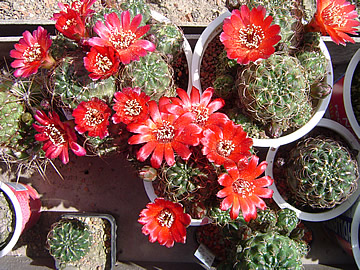 Sulcorebutia tarijensis