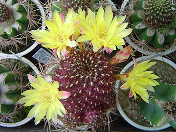 Sulcorebutia vargasii