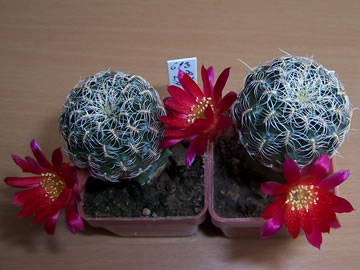 Sulcorebutia azurduyensis LH 1422, foto Jindich ndl