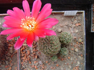 Sulcorebutia canigueralii