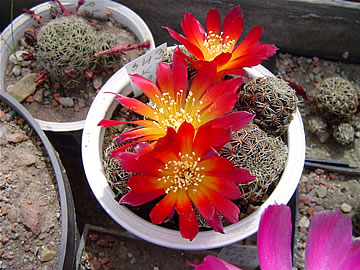 Sulcorebutia canigueralii