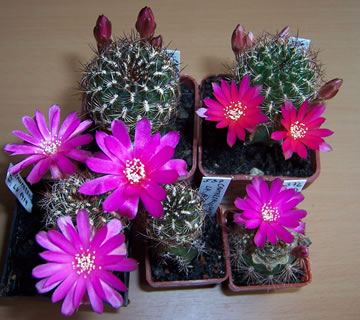 Sulcorebutia cantargalloensis LH 1419, foto Jindich ndl