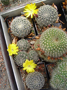 Sulcorebutia cardenasiana