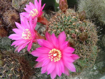 Sulcorebutia clizensis