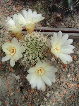 Sulcorebutia cylindrica bílý květ