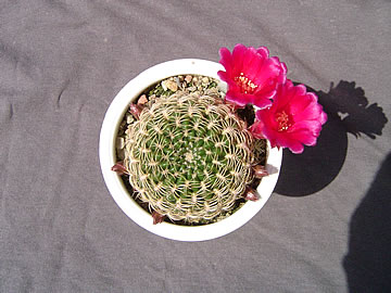 Sulcorebutia dorana