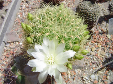 Sulcorebutia flavissima bílý květ