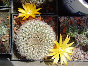 Sulcorebutia glomeriseta