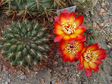 Sulcorebutia glomerispina