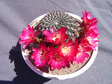 Sulcorebutia heinzii