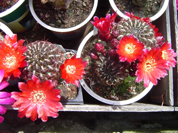 Sulcorebutia hoffmanniana