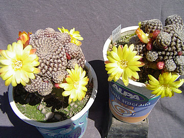 Sulcorebutia langeri