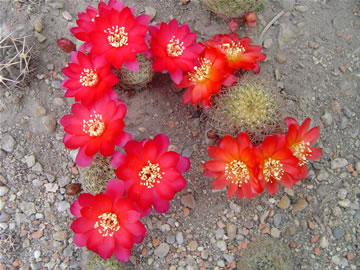 Sulcorebutia losenickiana