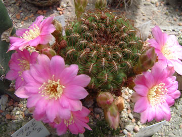 Sulcorebutia naunacensis VS 436