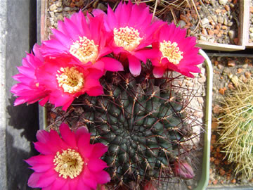 Sulcorebutia oenantha pampagrandensis