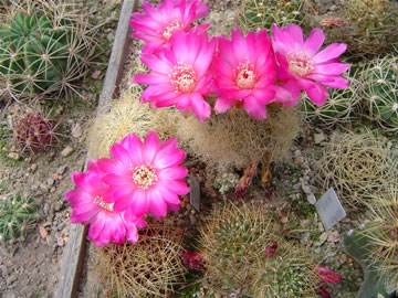 Sulcorebutia patricii