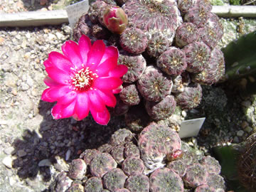 Sulcorebutia rauschii