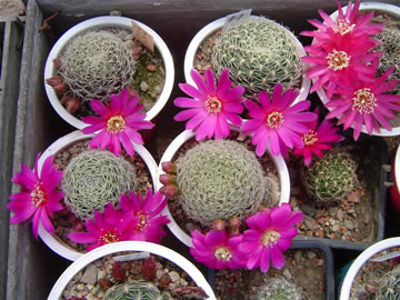 Sulcorebutia santiagiensis HS 110