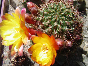 Sulcorebutia tuberculata chrysantha