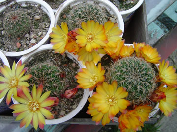 Sulcorebutia veronikae