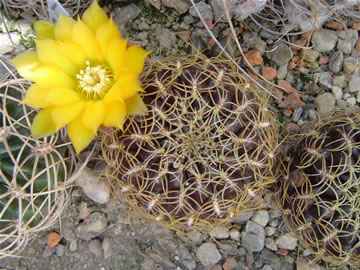 Sulcorebutia xanthoantha