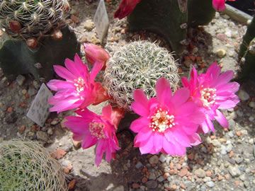 Sulcorebutia crispata HS 258