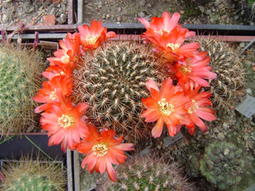 Sulcorebutia kruegeri