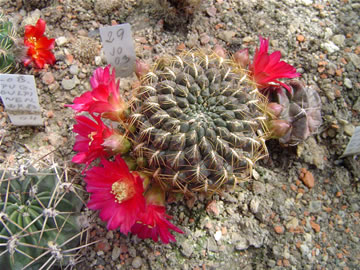 Sulcorebutia lepida