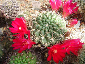 Sulcorebutia purpurea