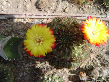 Sulcorebutia tuberculata chrysantha