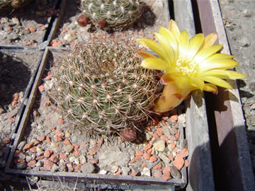 Sulcorebutia krahnii