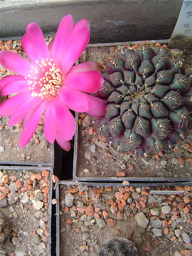 Sulcorebutia pulchra