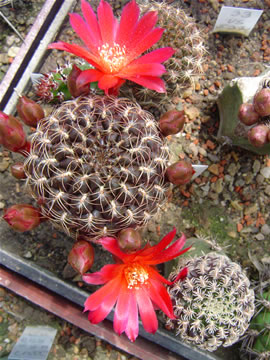 Sulcorebutia verticillac cuprea R 476