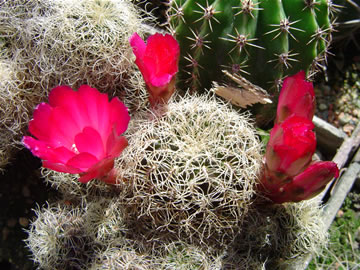 Sulcorebutia hetusii