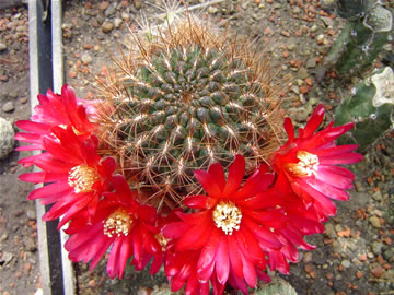 Sulcorebutia mariana VS 41