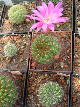 Sulcorebutia mentosa Aiquile