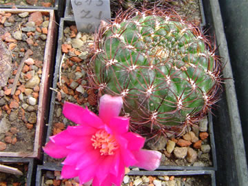 Sulcorebutia mentosa Aiquile JO