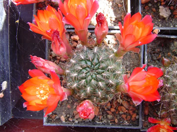 Sulcorebutia polymorpha