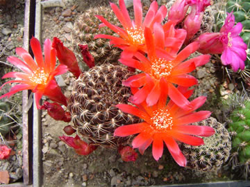 Sulcorebutia verticillacantha cuprea R 476