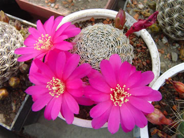 Sulcorebutia albida