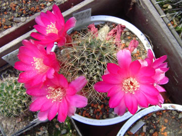 Sulcorebutia vasqueziana