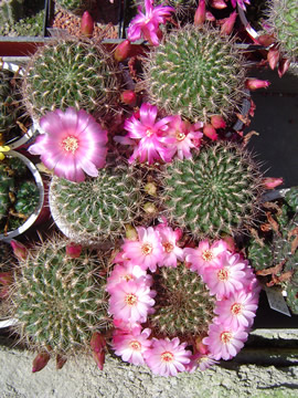 Sulcorebutia vizcarrae R 464