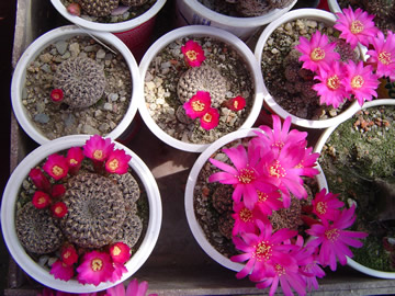 Sulcorebutia augustinii