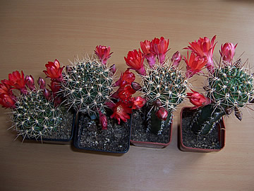 Sulcorebutia juckeri HJ 410 - foto Jindich ndl