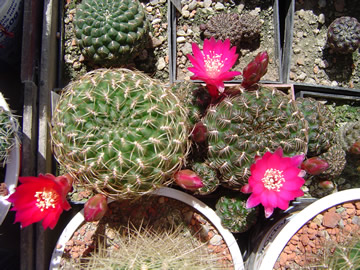 Sulcorebutia markusii