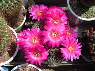 Sulcorebutia markusii