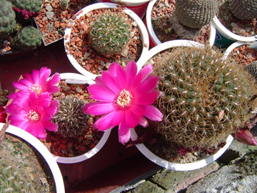 Sulcorebutia pulchra