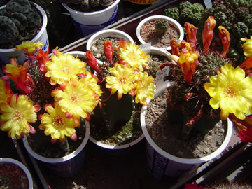 Sulcorebutia tuberculata chrysantha