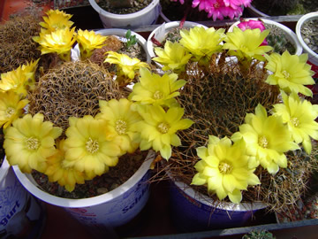 Sulcorebutia xanthoantha